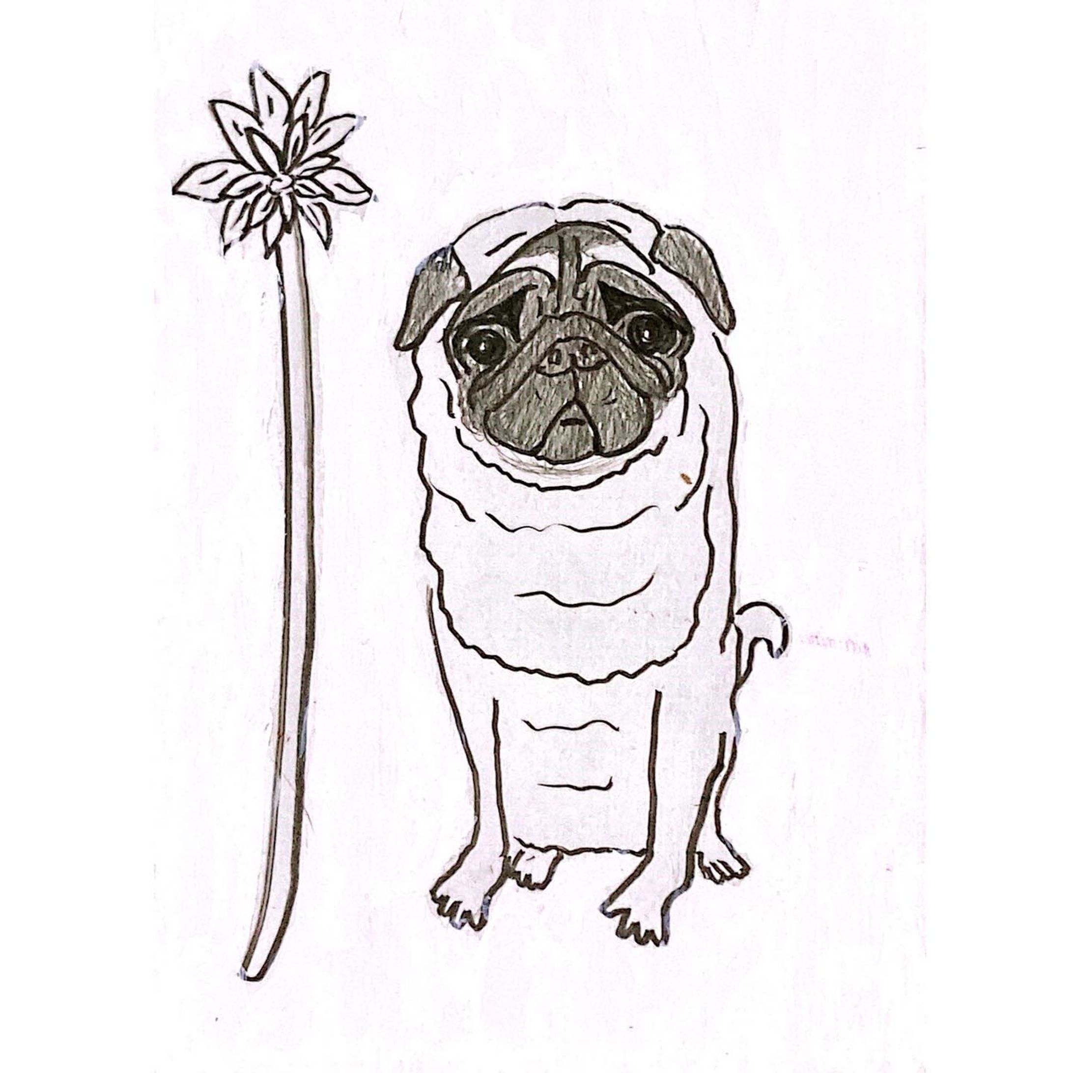 pug dog(2022) パグ犬-1