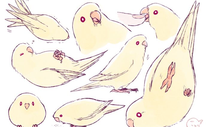 サザナミインコ クリームイノ