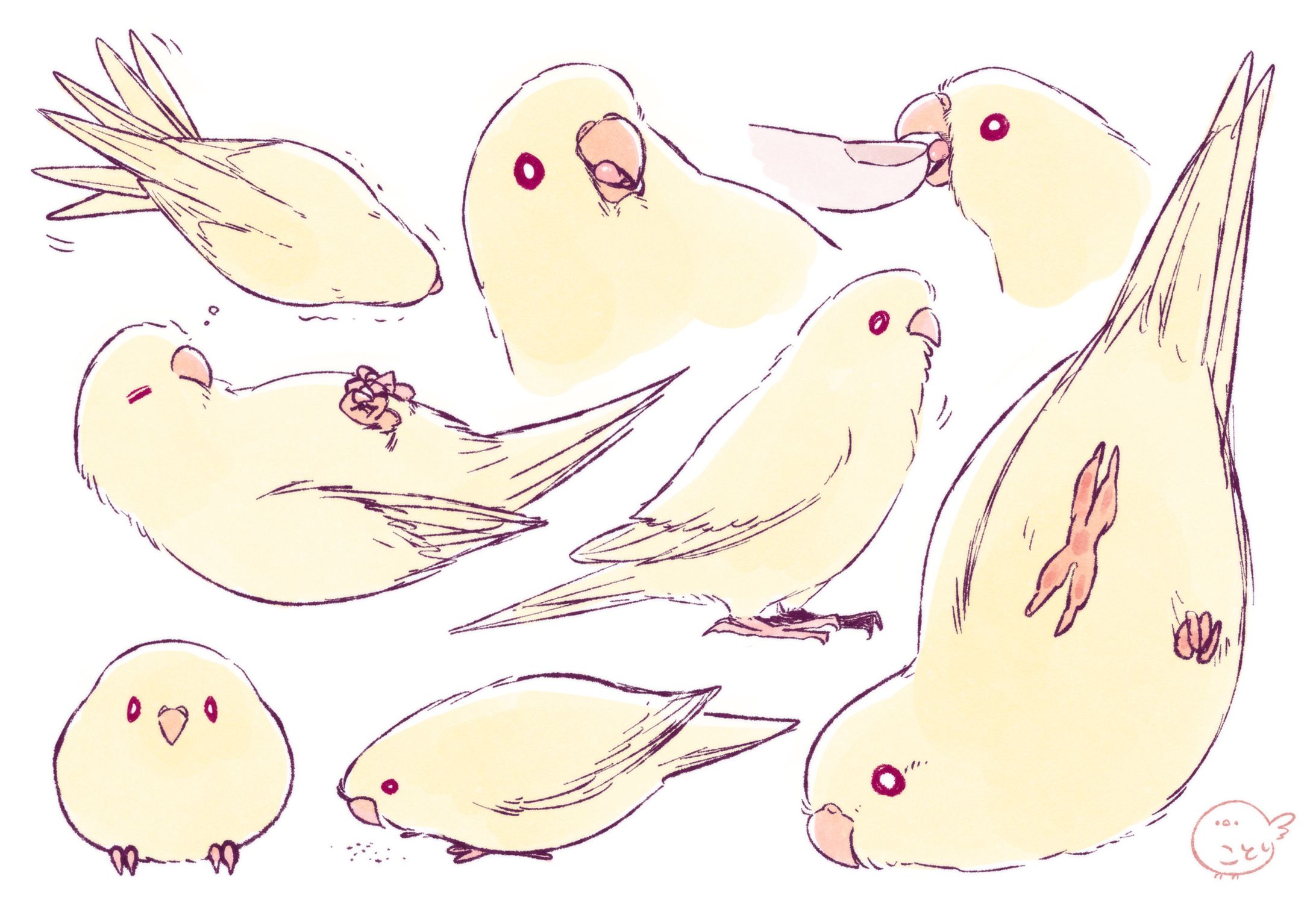 サザナミインコ クリームイノ-1