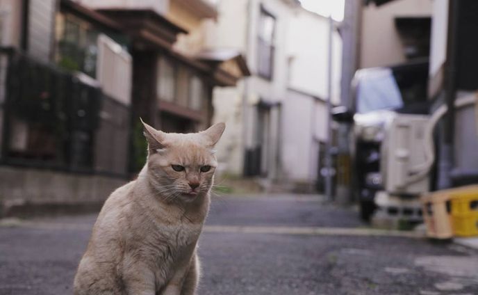 Nestled
#nikond7000#佐賀県#呼子#猫#スナップ