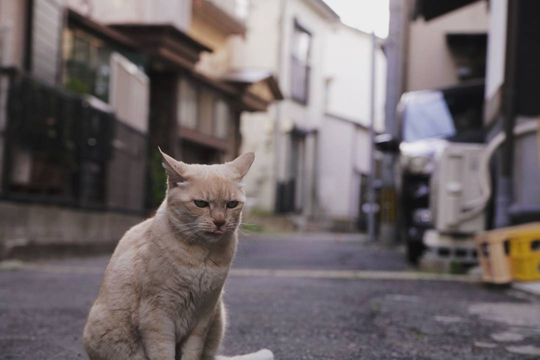 Nestled
#nikond7000#佐賀県#呼子#猫#スナップ-1