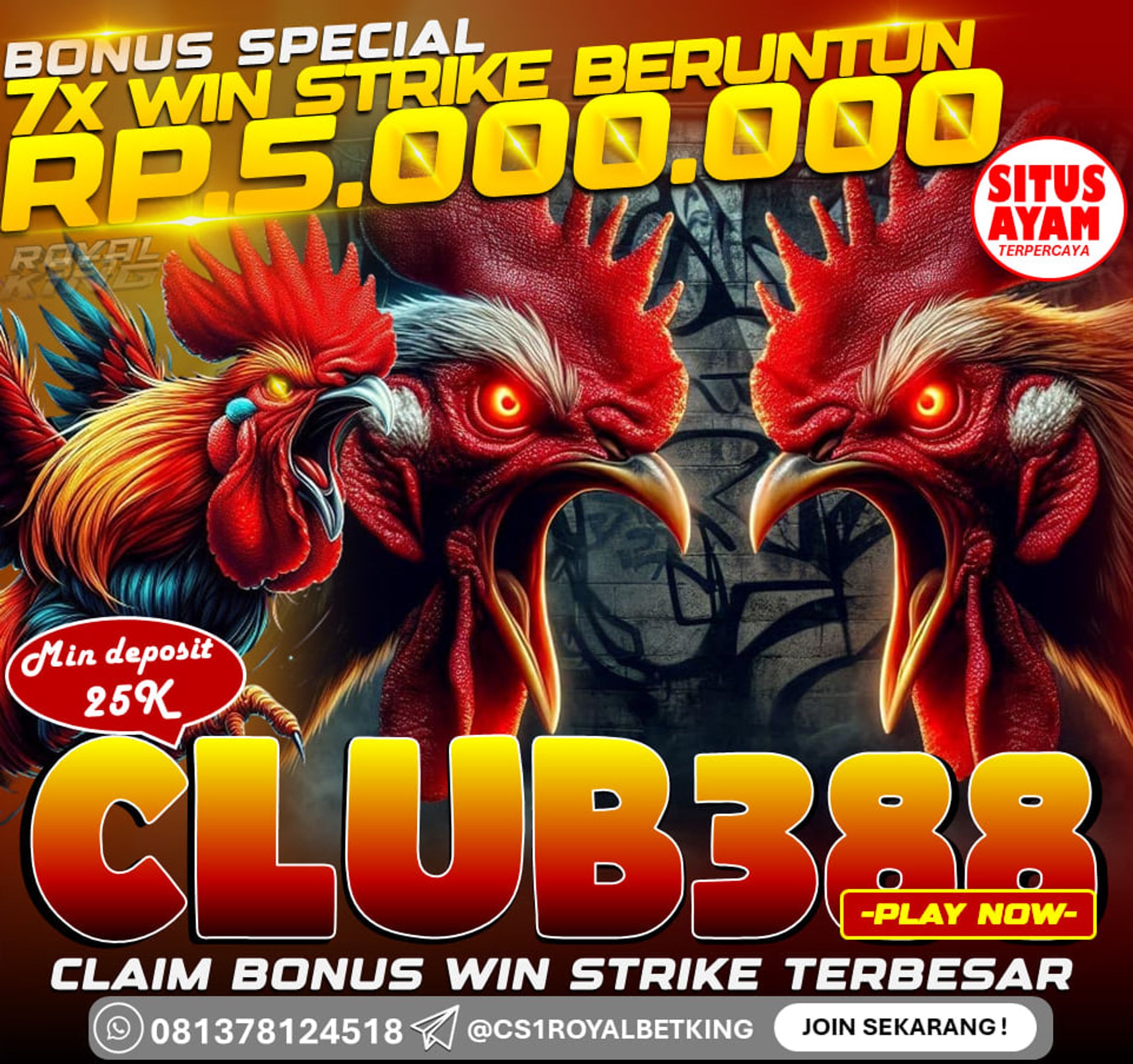 DAFTAR SITUS SABUNG AYAM ONLINE CLUB388 |PROMOSI BONUS WIN STRIKE 7x BERUNTUN -1