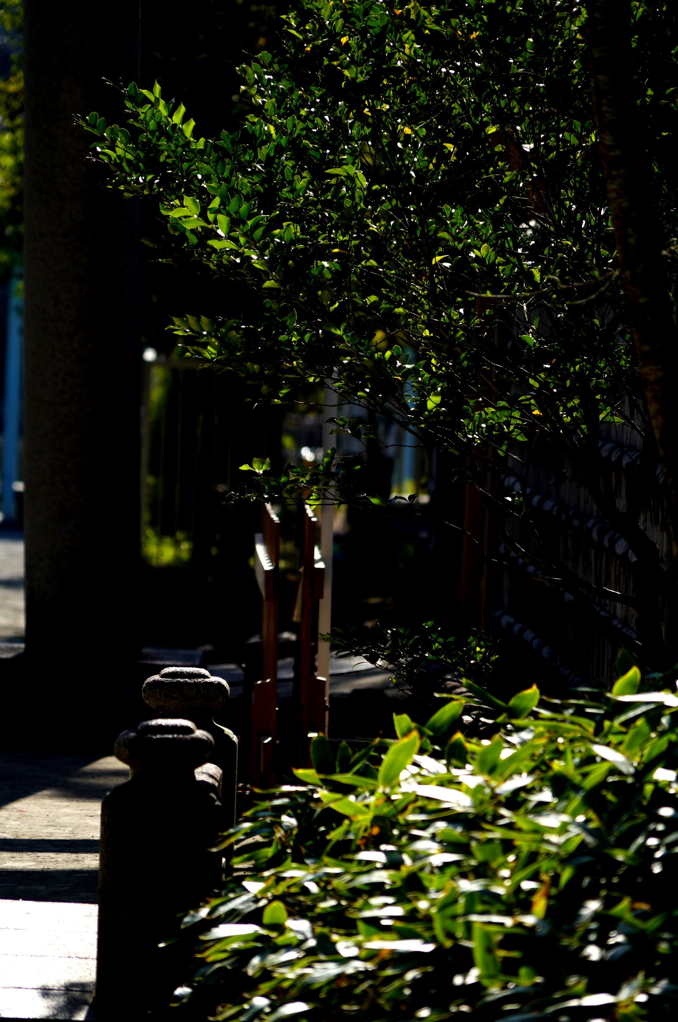 20231102_湘南_鎌倉-1