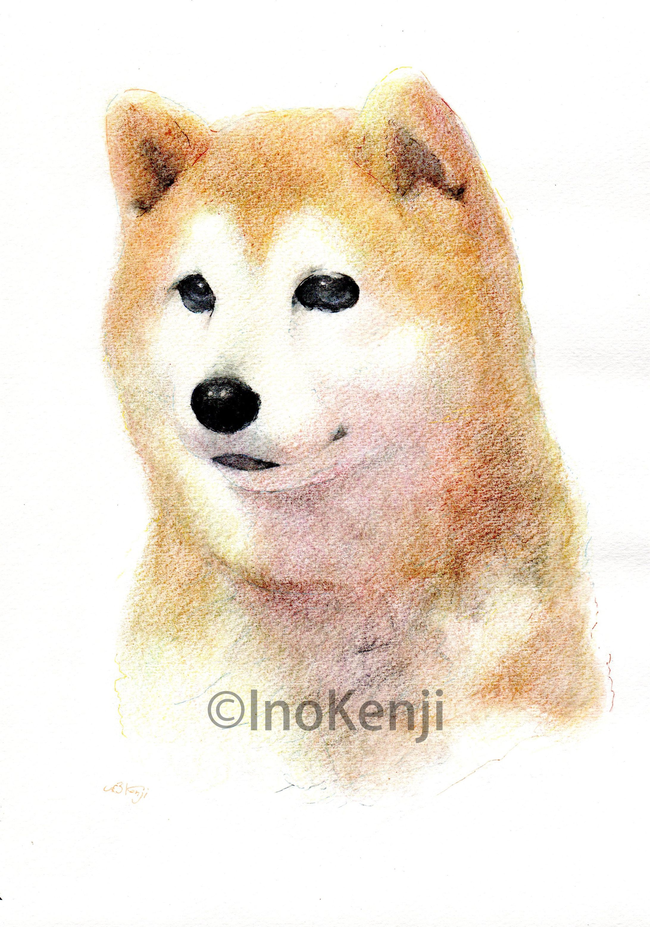 一休ちゃん♀_柴犬-1