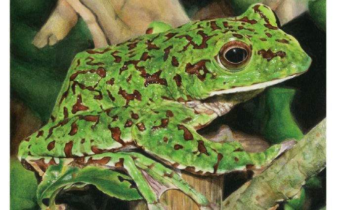 リアルイラスト