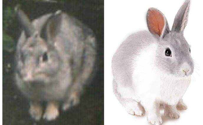 アイコンウサギ比較