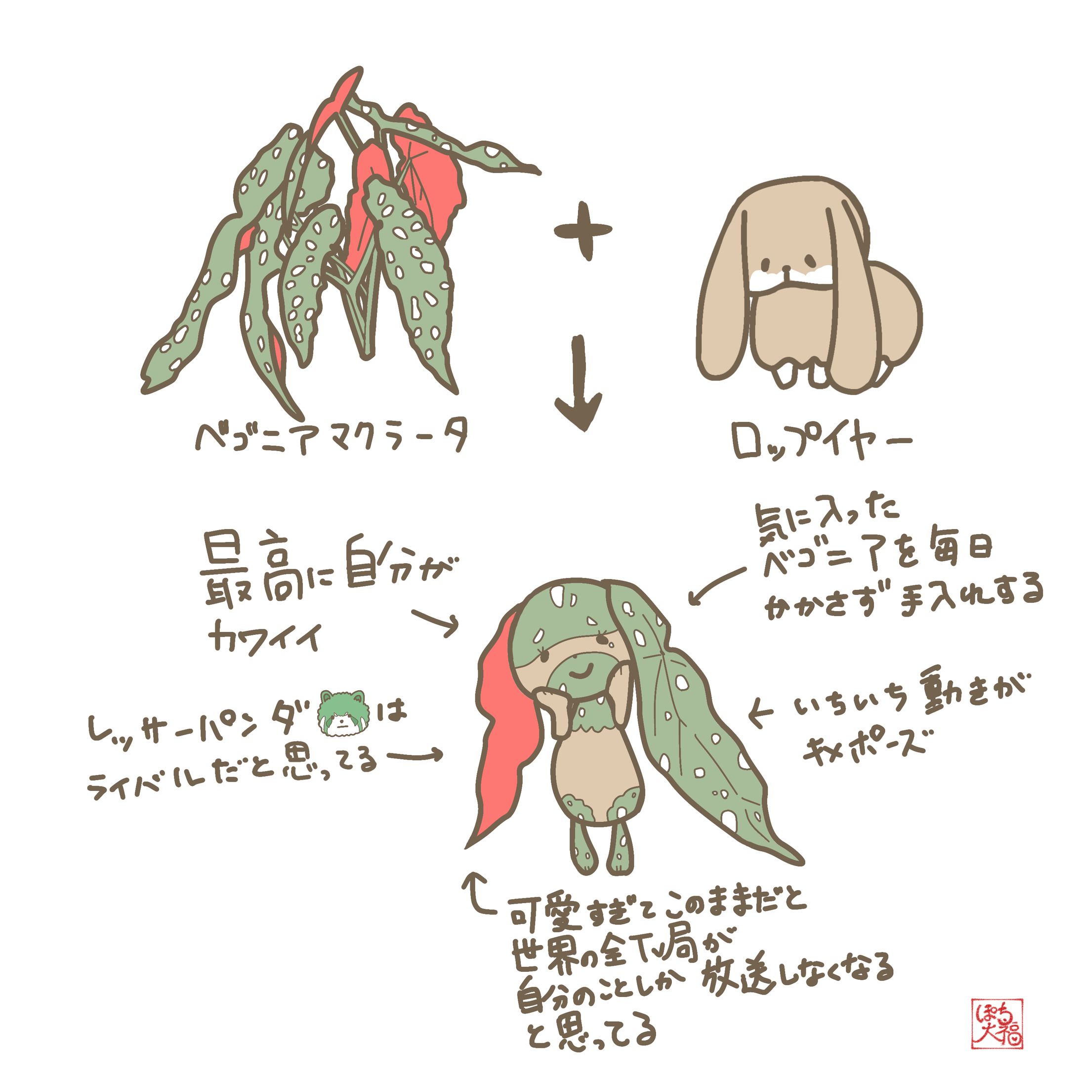 ベゴニアマクラータ×ロップイヤー-1