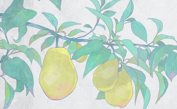 植物の練習です
洋梨