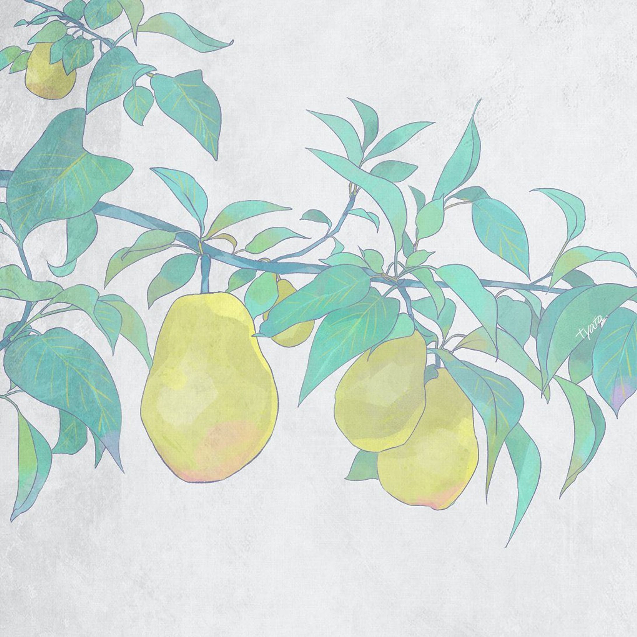 植物の練習です
洋梨-1