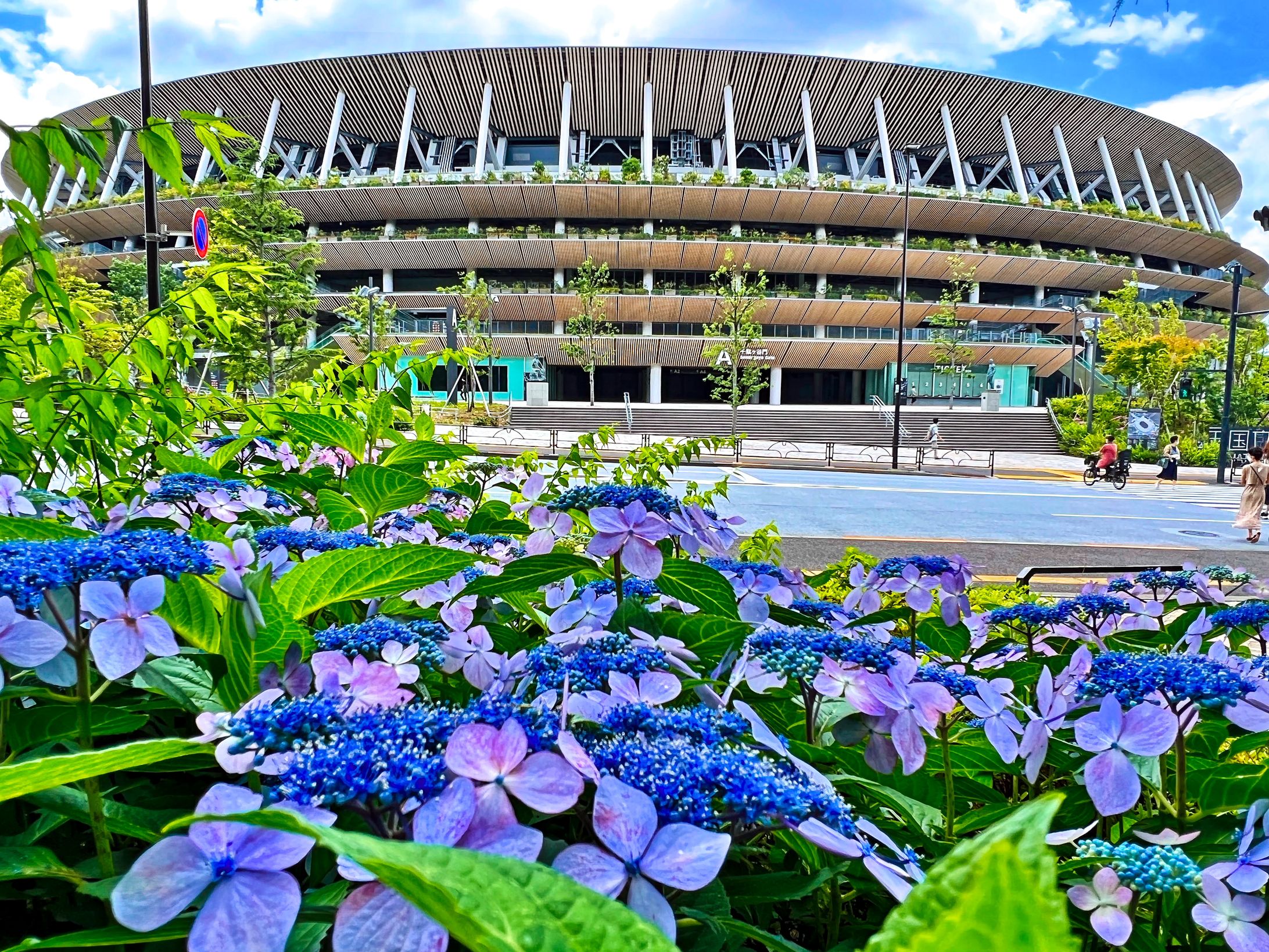 アジサイ競技場-1