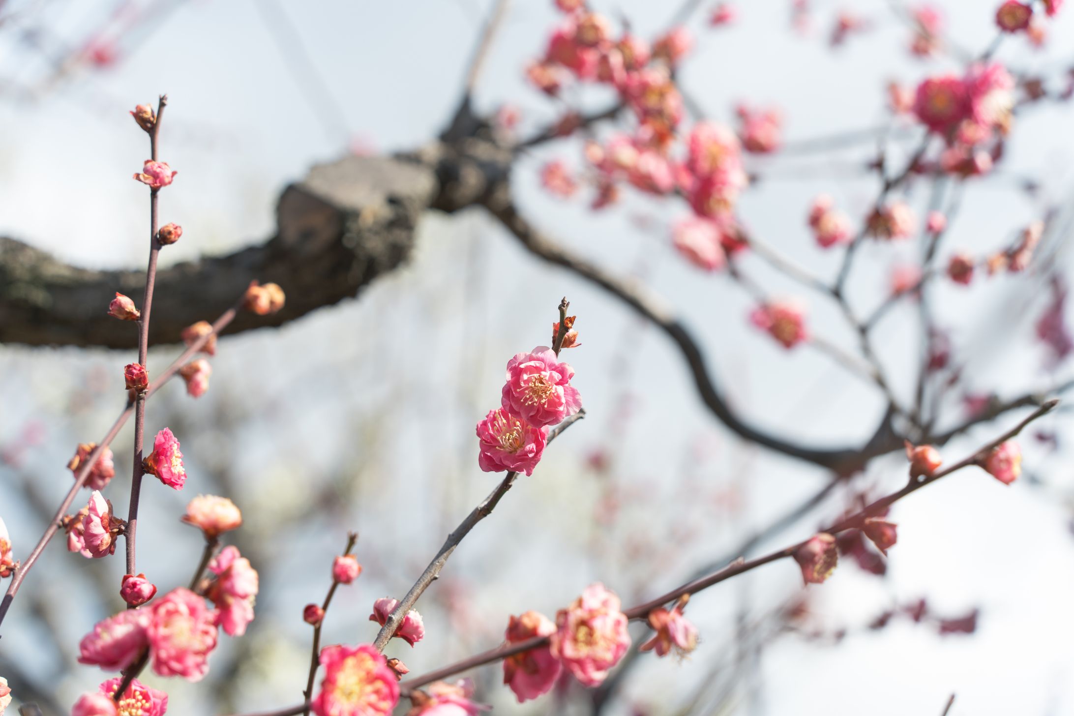 gallery_nature_winter-1