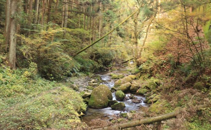 自分で写真を取ってイラスト調にしたもの