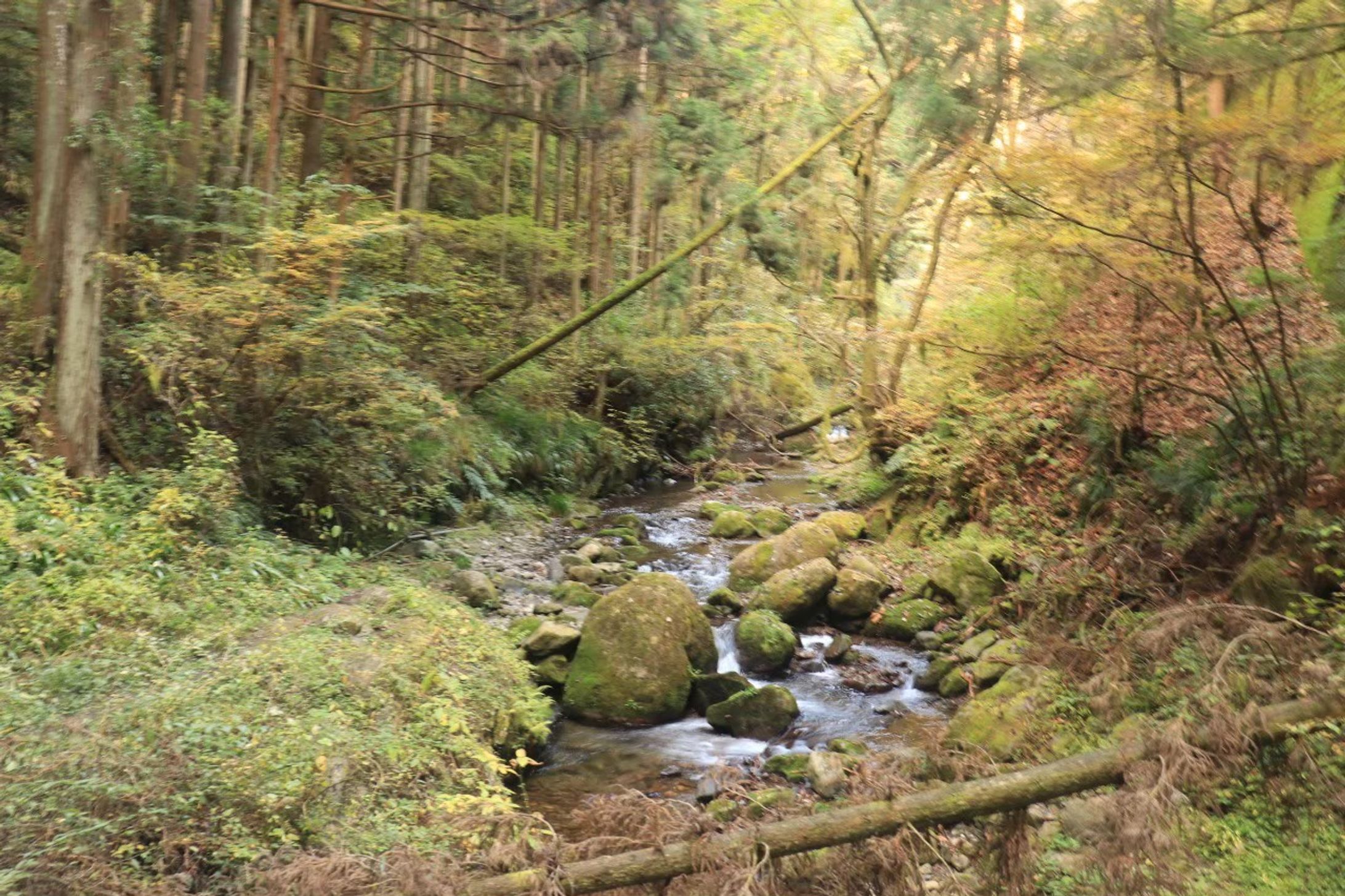 自分で写真を取ってイラスト調にしたもの-1