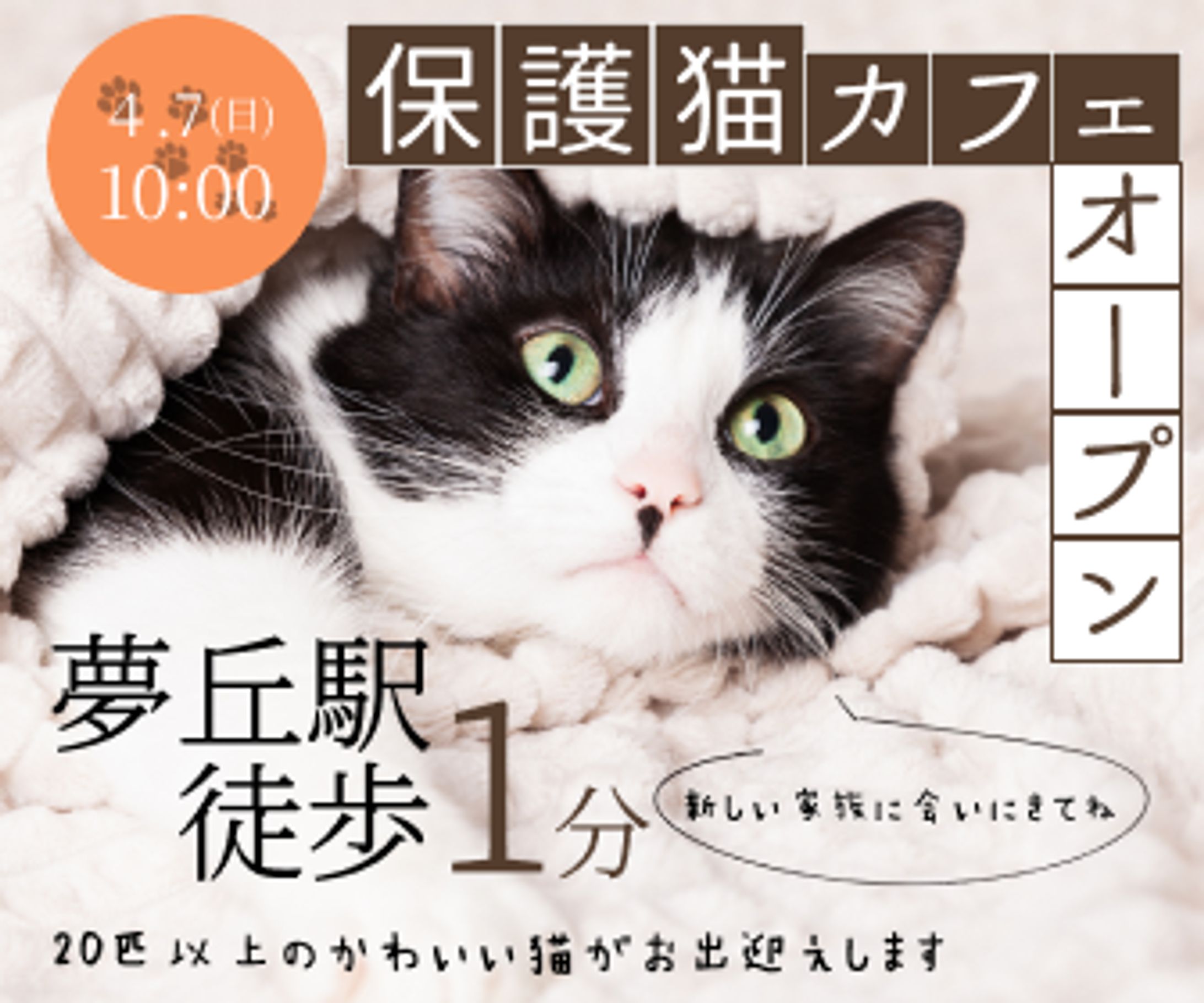 保護猫カフェ バナー（自主制作）-1