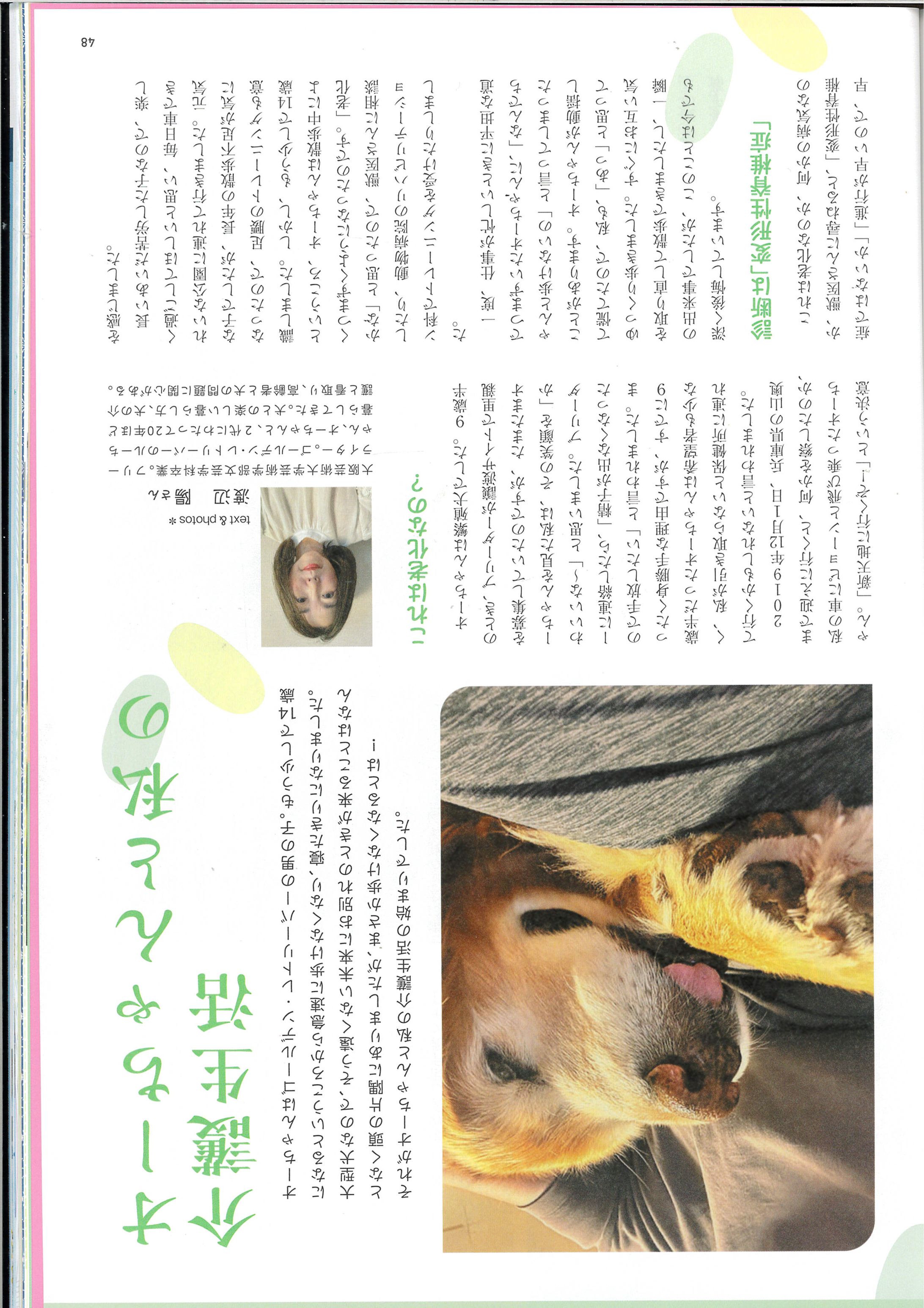 老犬介護-1