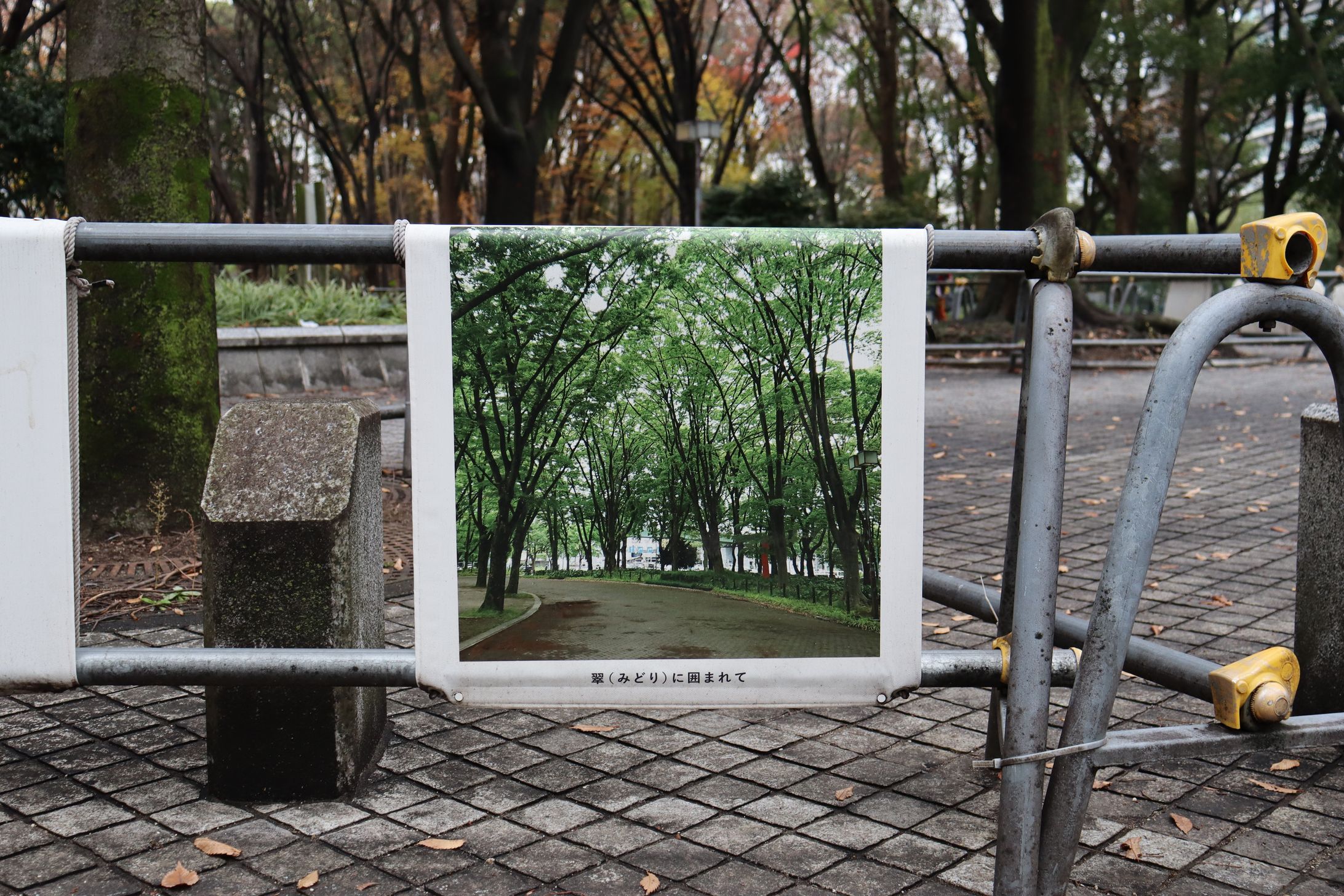 白川公園フォトスポット2022～2023-1