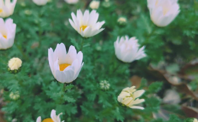 宣伝画像、植物