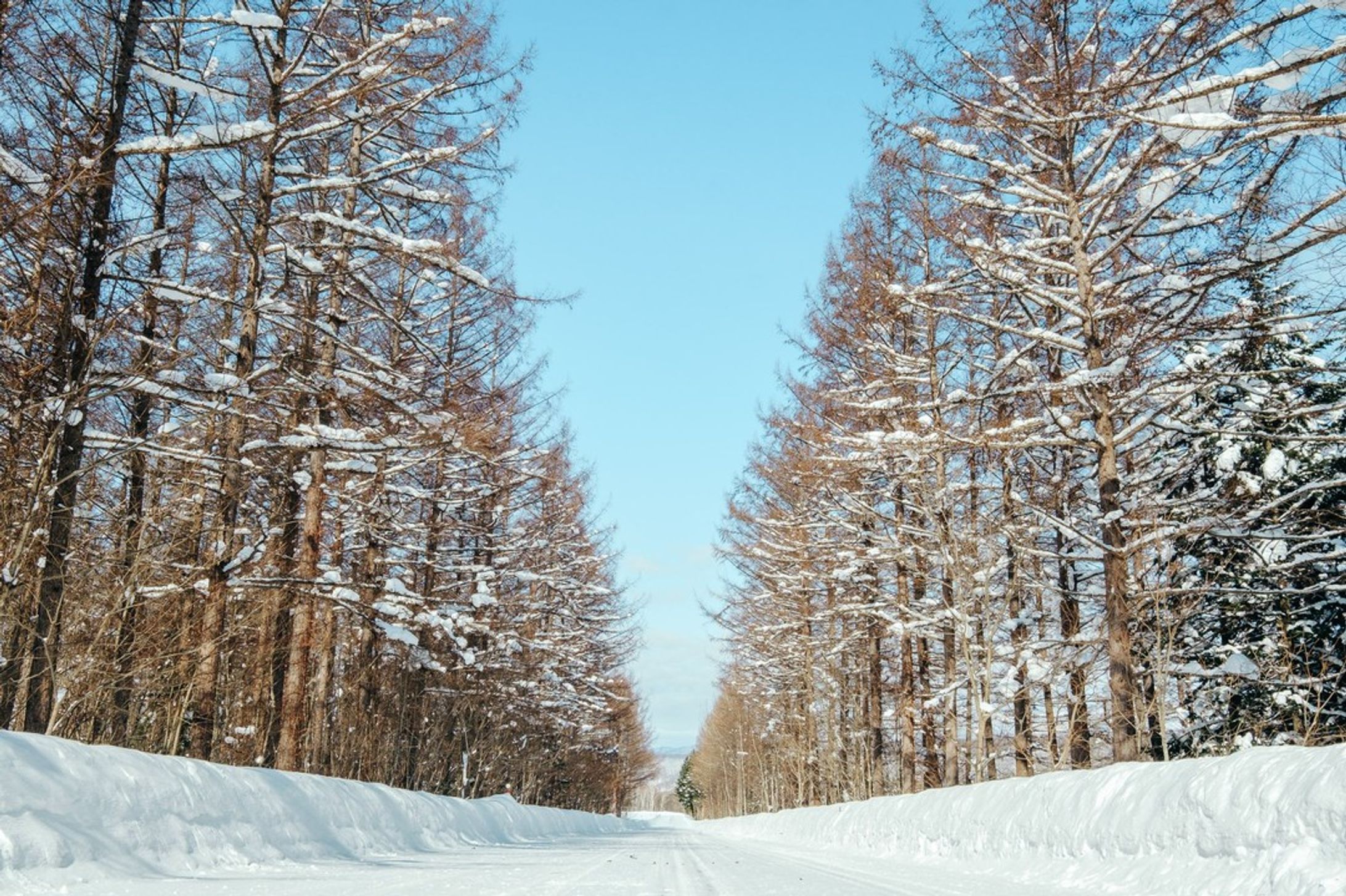 ⠀
【 北海道・上川町での移住生活日記 🏷Vol. 26】

GENICの企画で、上川町の暮らしを綴っていきます❄️
⠀
〰
⠀
1枚目：「大雪 森のガーデン」へ向かう途中の道。両側に並ぶ並木が壮観。

2-8枚目：層雲峡オートキャンプ場にて。雪の中に並ぶテント、かわいい。この日はシーズン最後の営業日だったので、アイス作りやネイル体験などのイベントを開催。営業再開したら、ぜひここでキャンプしたい！

⠀
#KAMIKAWORK
#genic_japan
#プチ移住
#北海道移住
⠀
#北海道
#上川町
#層雲峡

#hokkaido #hokkaidosgram #ひみつの絶景北海道 #行き先は北海道 #홋카이도 #홋카이도여행 #hibi_jp #todays_blue_collection #冬の北海道 #北海道の冬 #tokyocameraclub #naturelovers-1