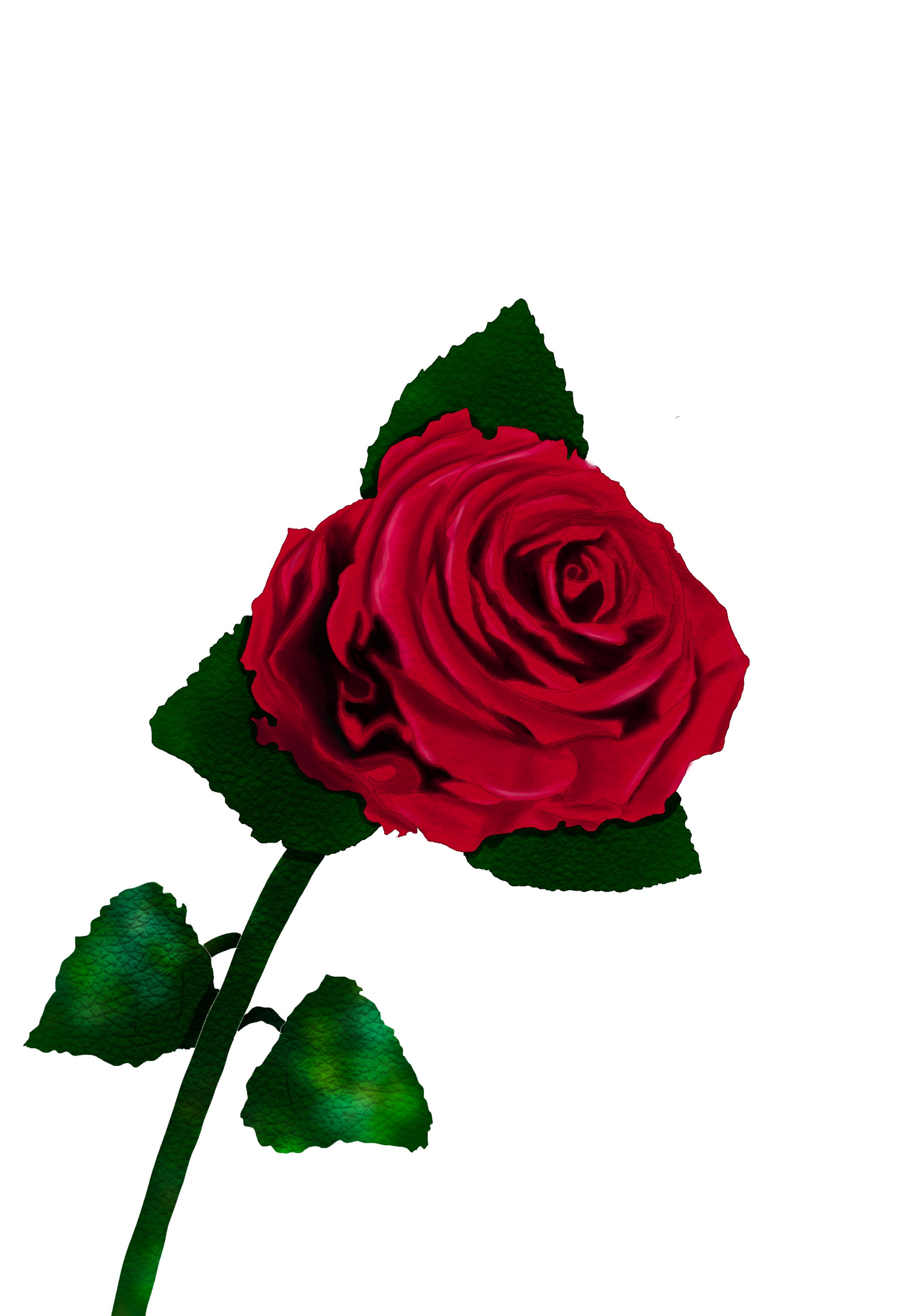 薔薇-1