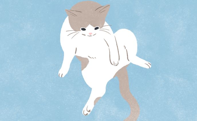 猫