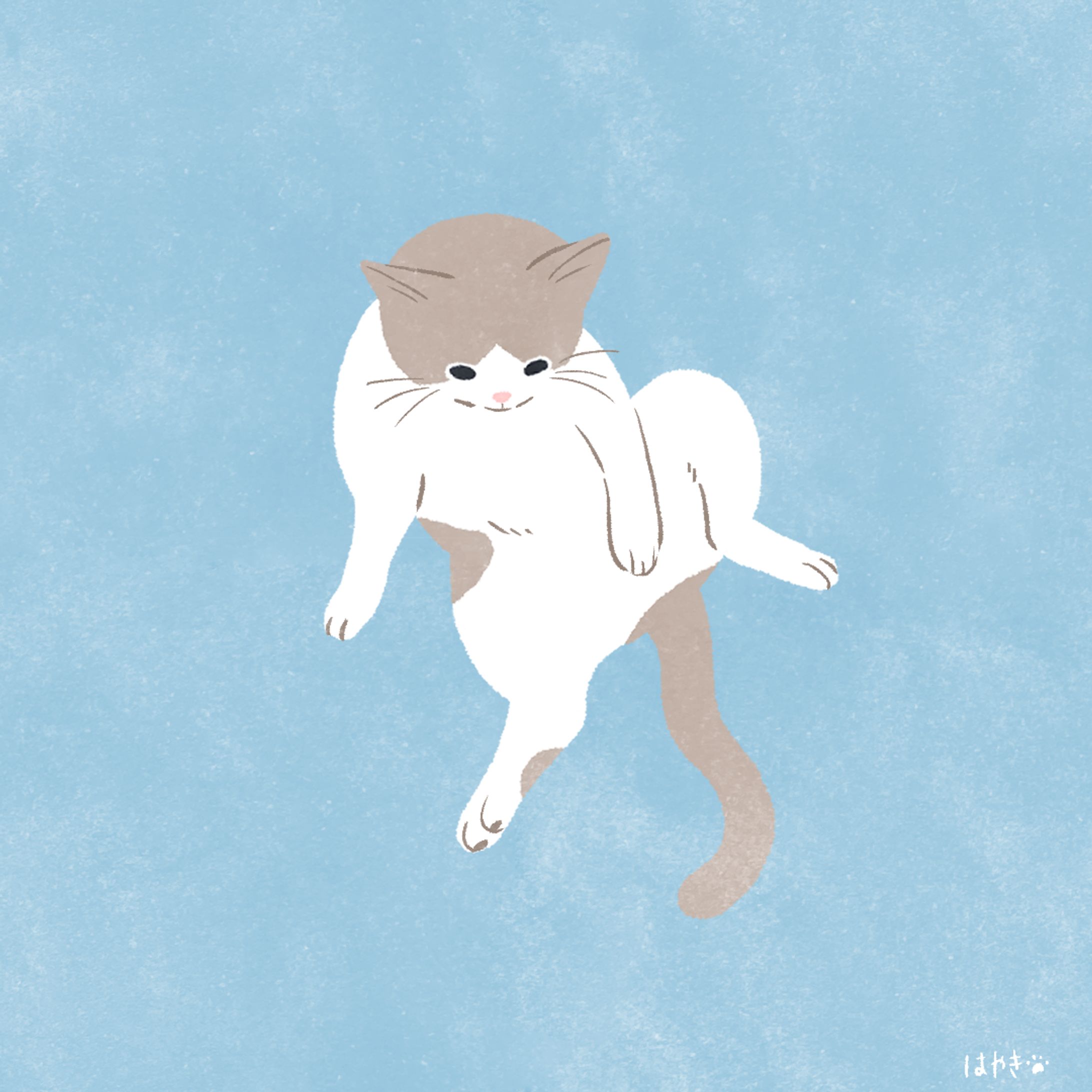 猫-1