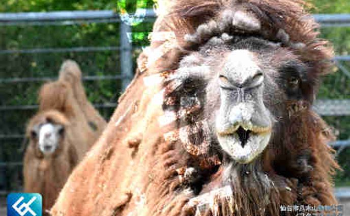 017 フタコブラクダ (仙台市八木山動物公園)