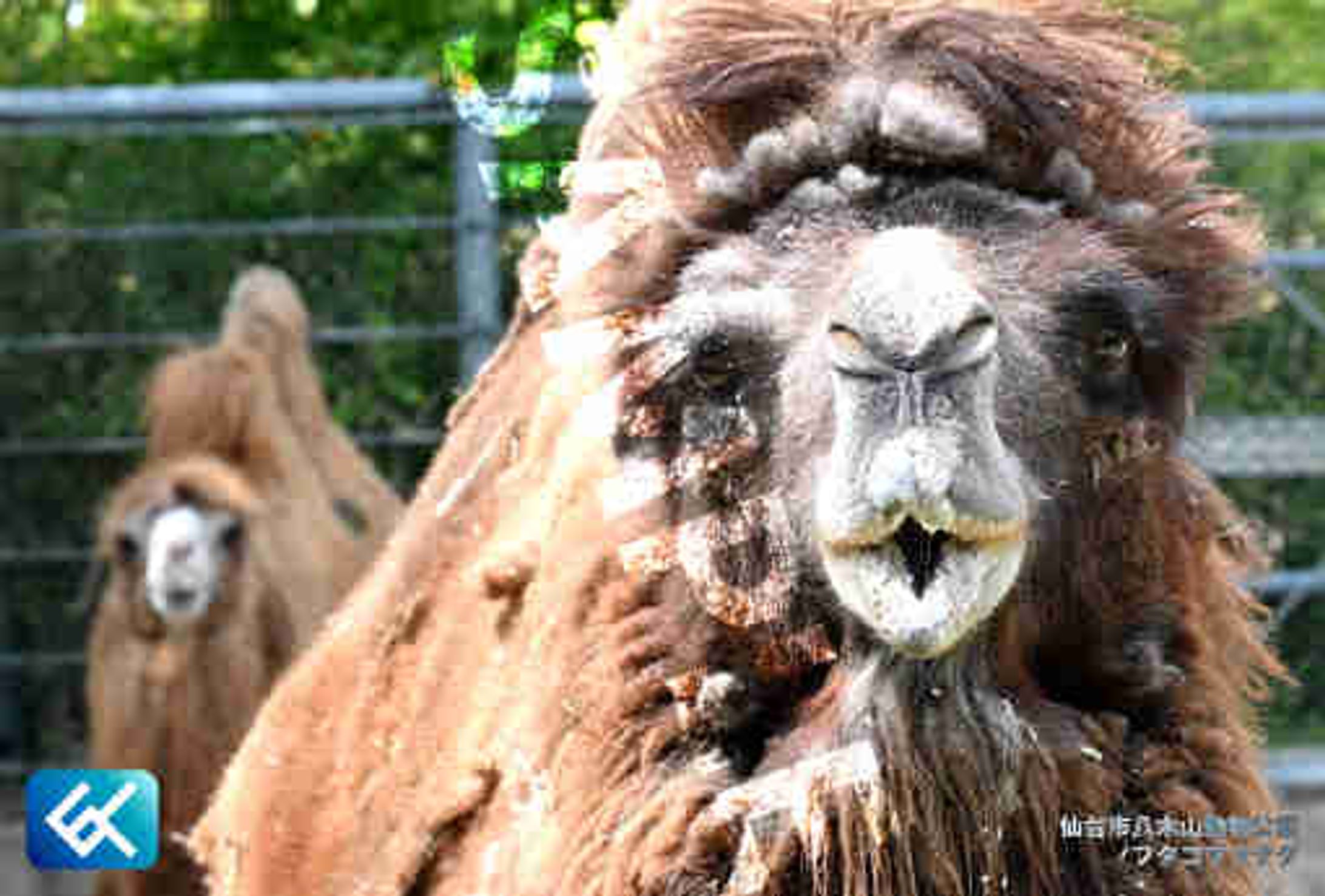 017 フタコブラクダ (仙台市八木山動物公園)-1