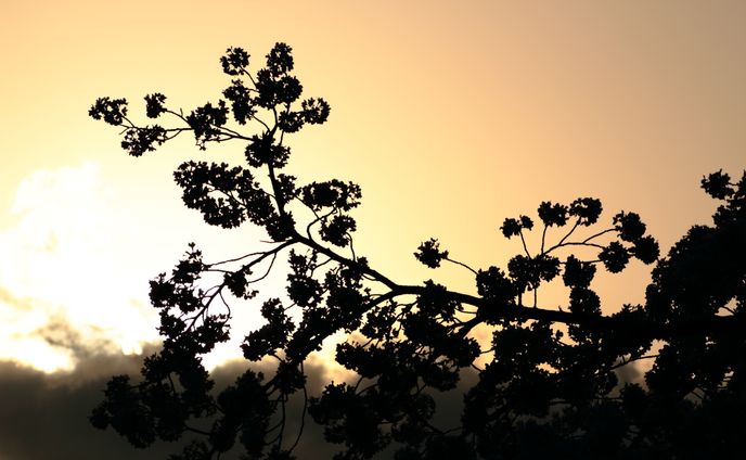 natural/flowers/plants 自然/花/植物