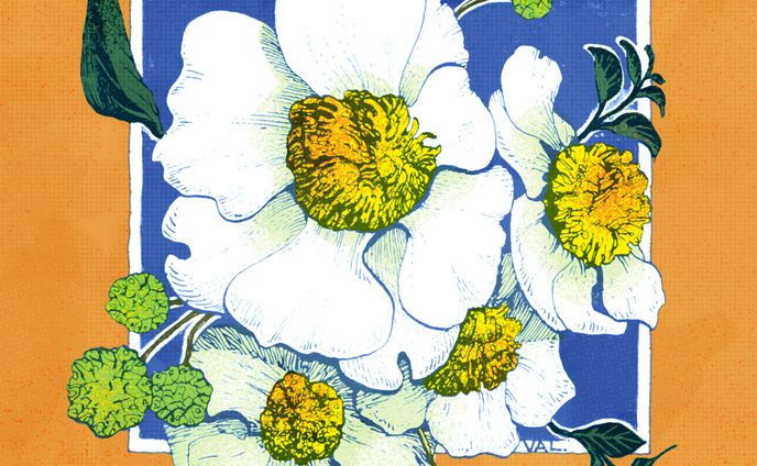 Botany / colored