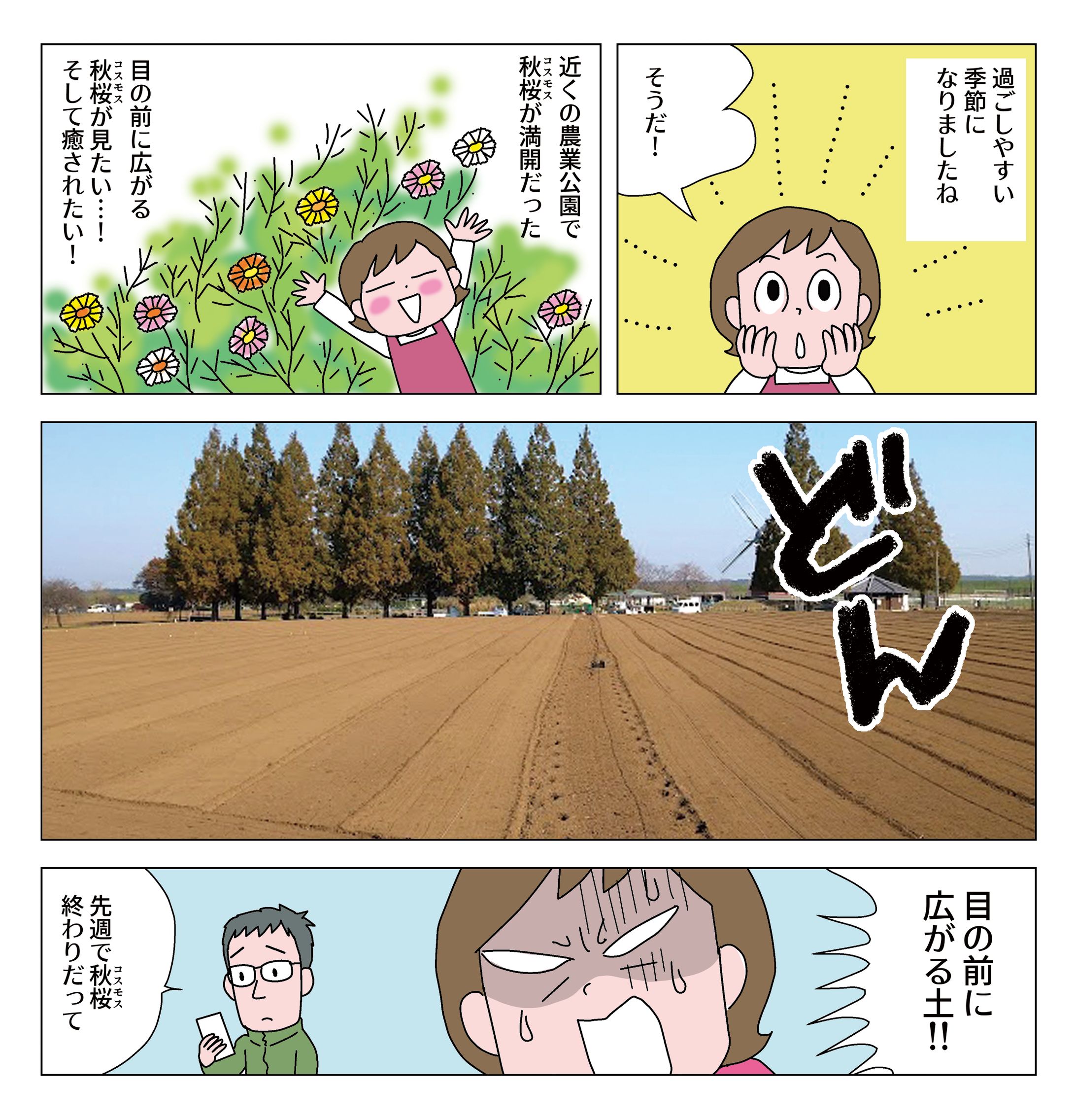 マンガ20221111秋桜-1