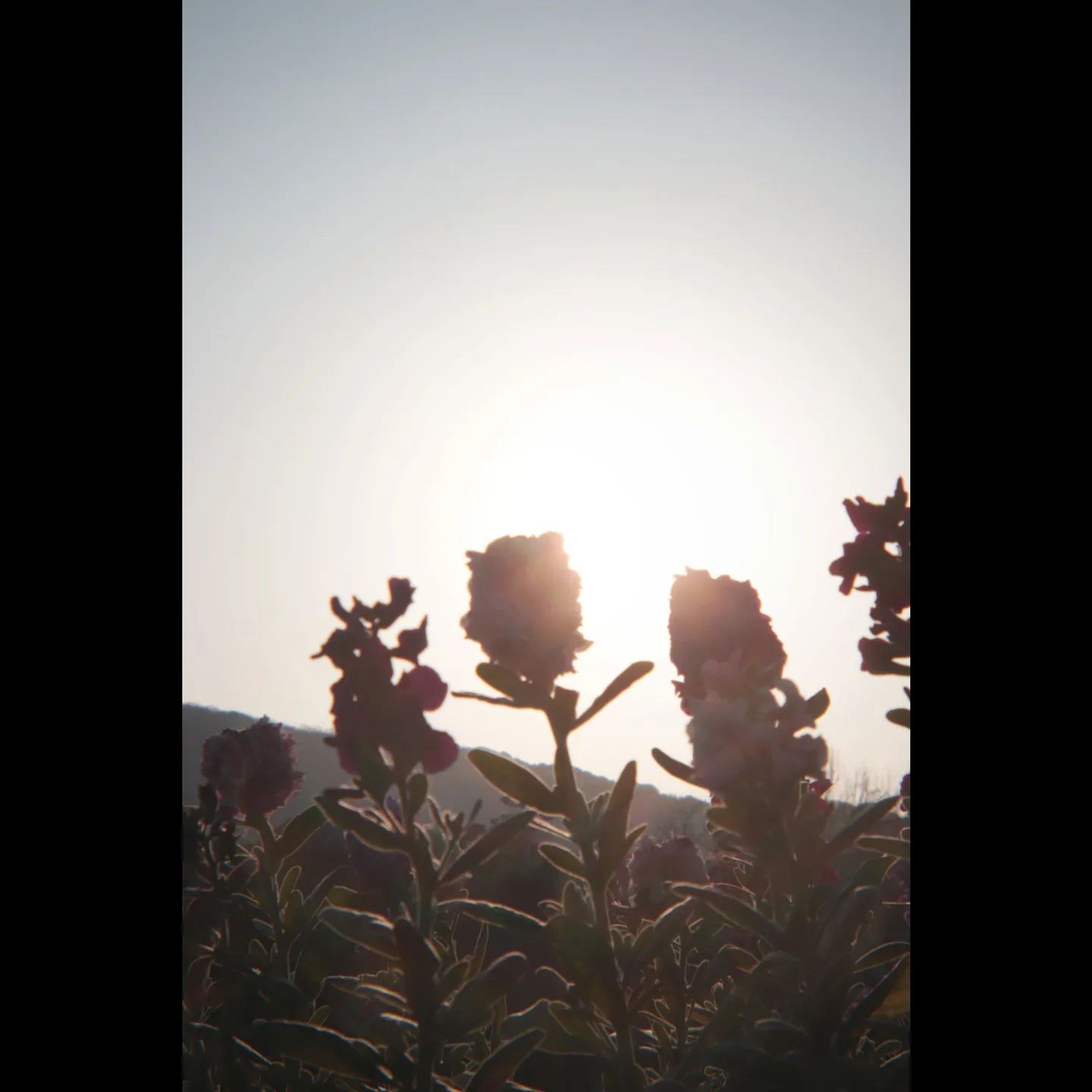 色が好き⁡
⁡⁡
⁡ #holgaレンズ #canonkissx9i #photo #art #花  #デジタルでフィルムを再現したい  #photography  #ファインダー越しの私の世界-1