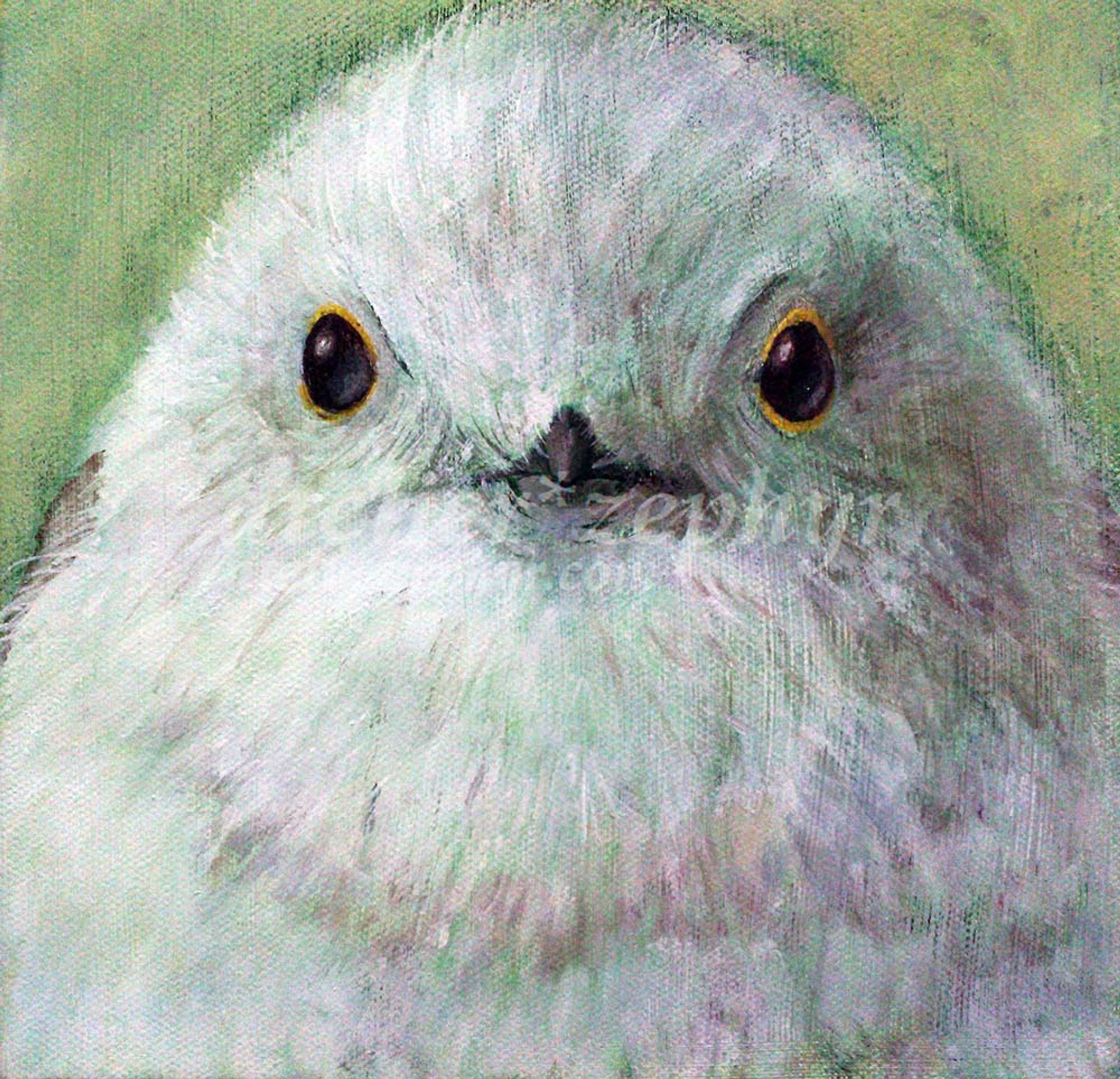 Portrait of birds-1