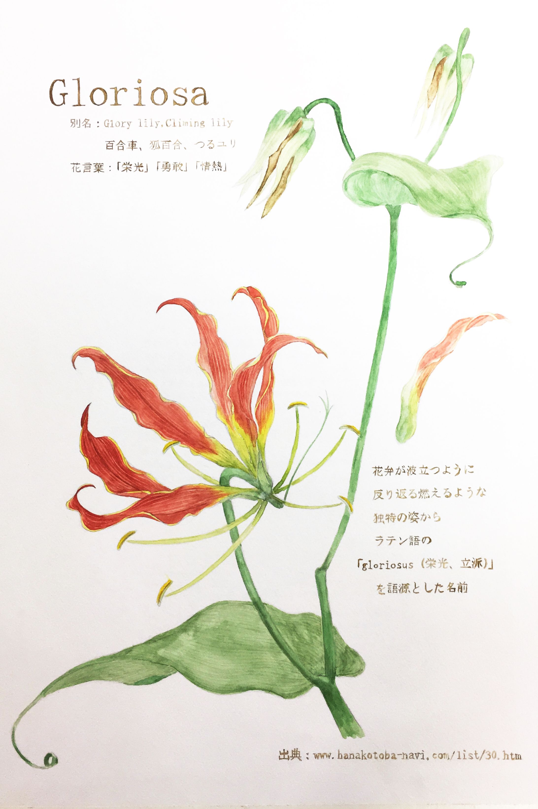 植物図譜グロリオサ-1