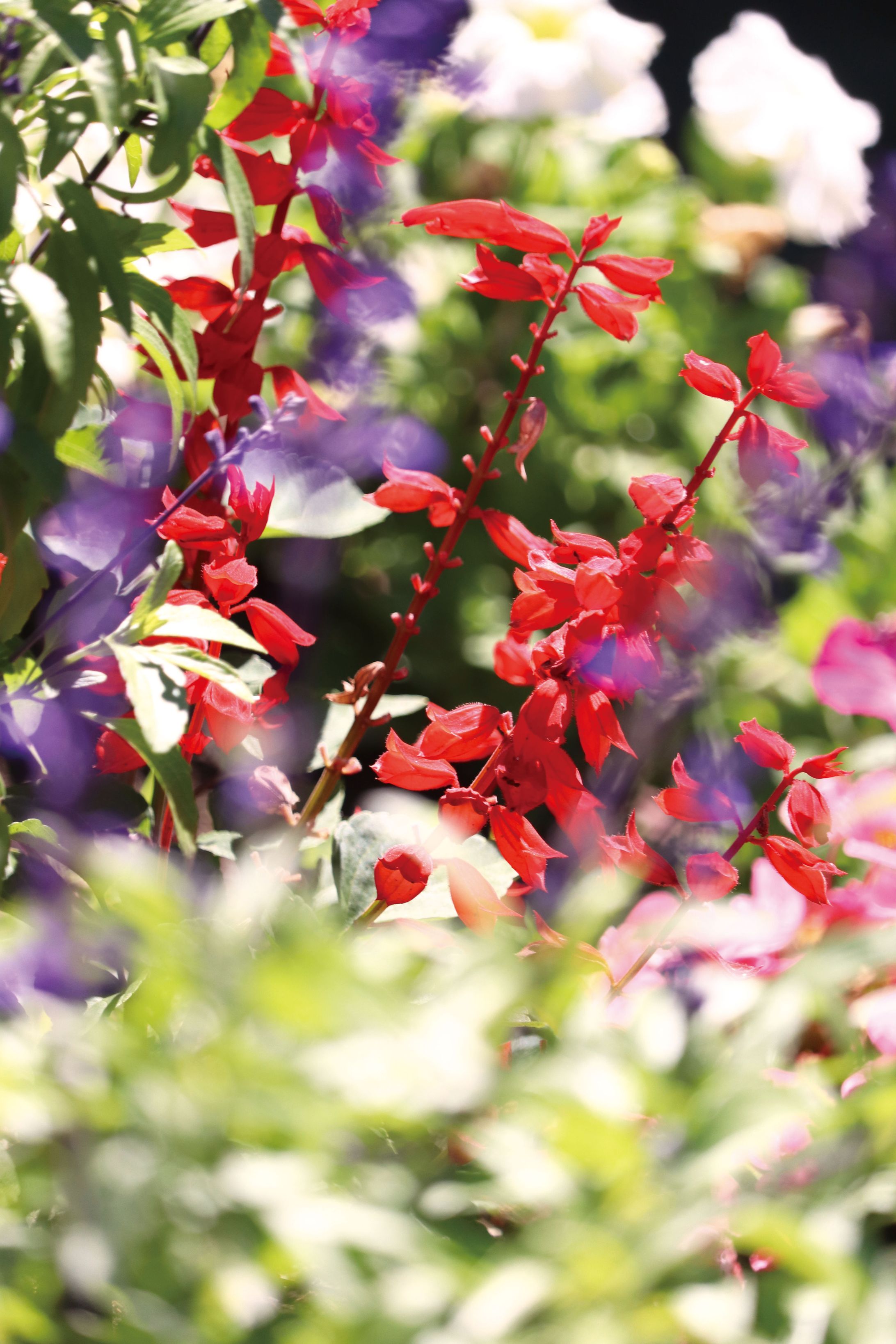 夏に咲くサルビアの花-1