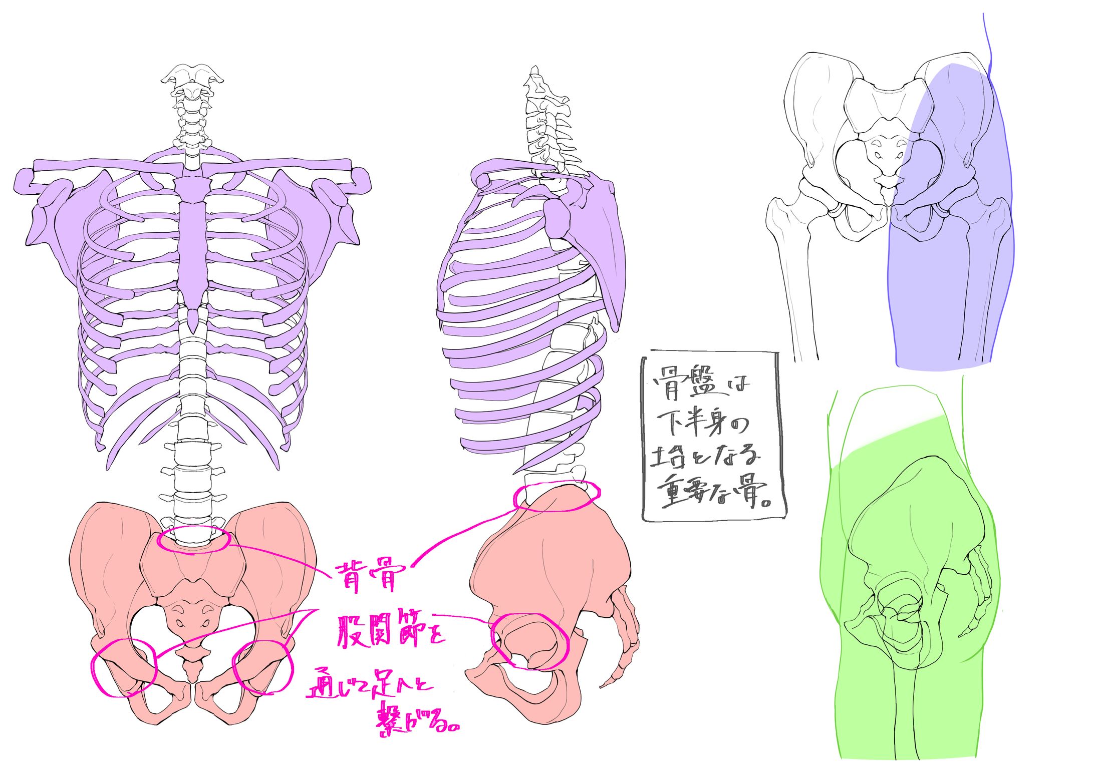 美術解剖学 胴体-1
