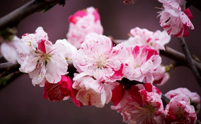 風景写真(四季の花)