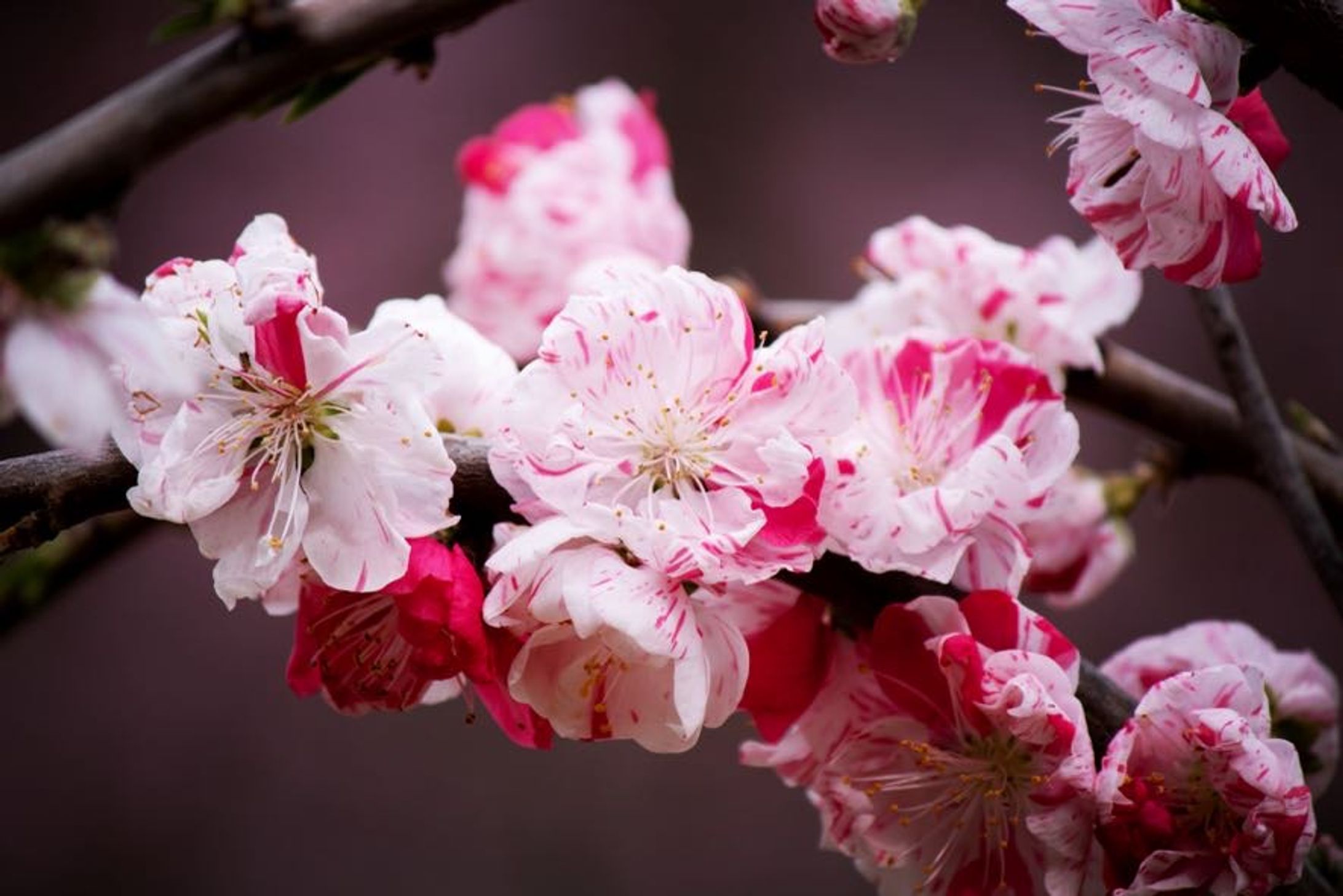 風景写真(四季の花)-1