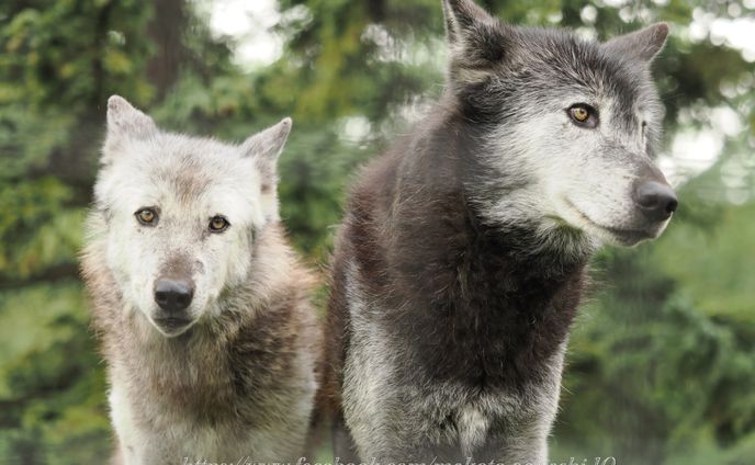 旭山動物園、夜の動物園より⭐︎シンリンオオカミ