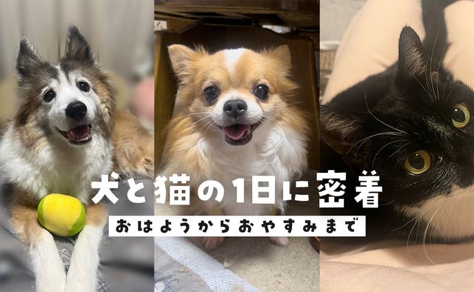 gif動画、ペット関連