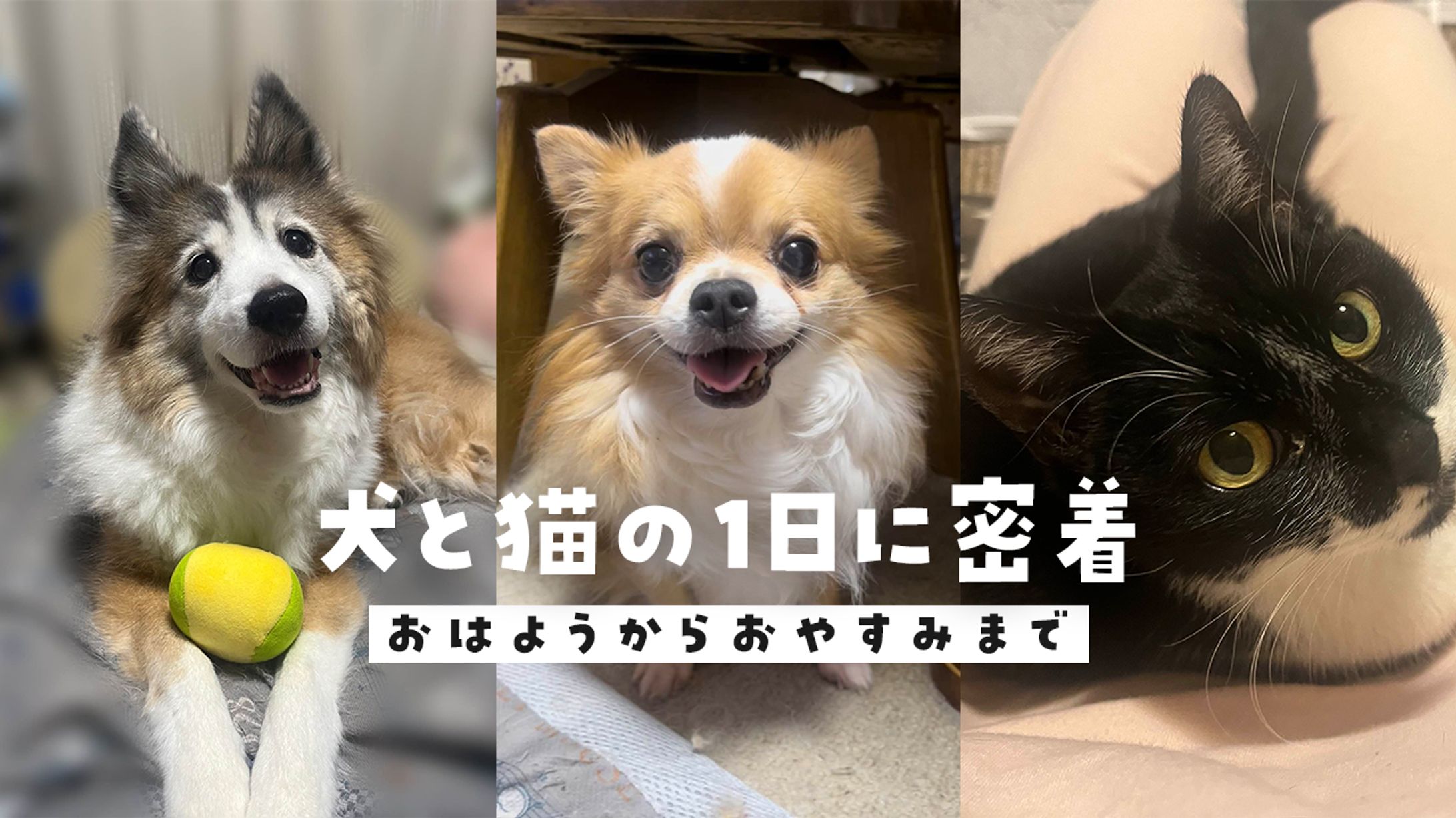 ペット動画サムネ-1