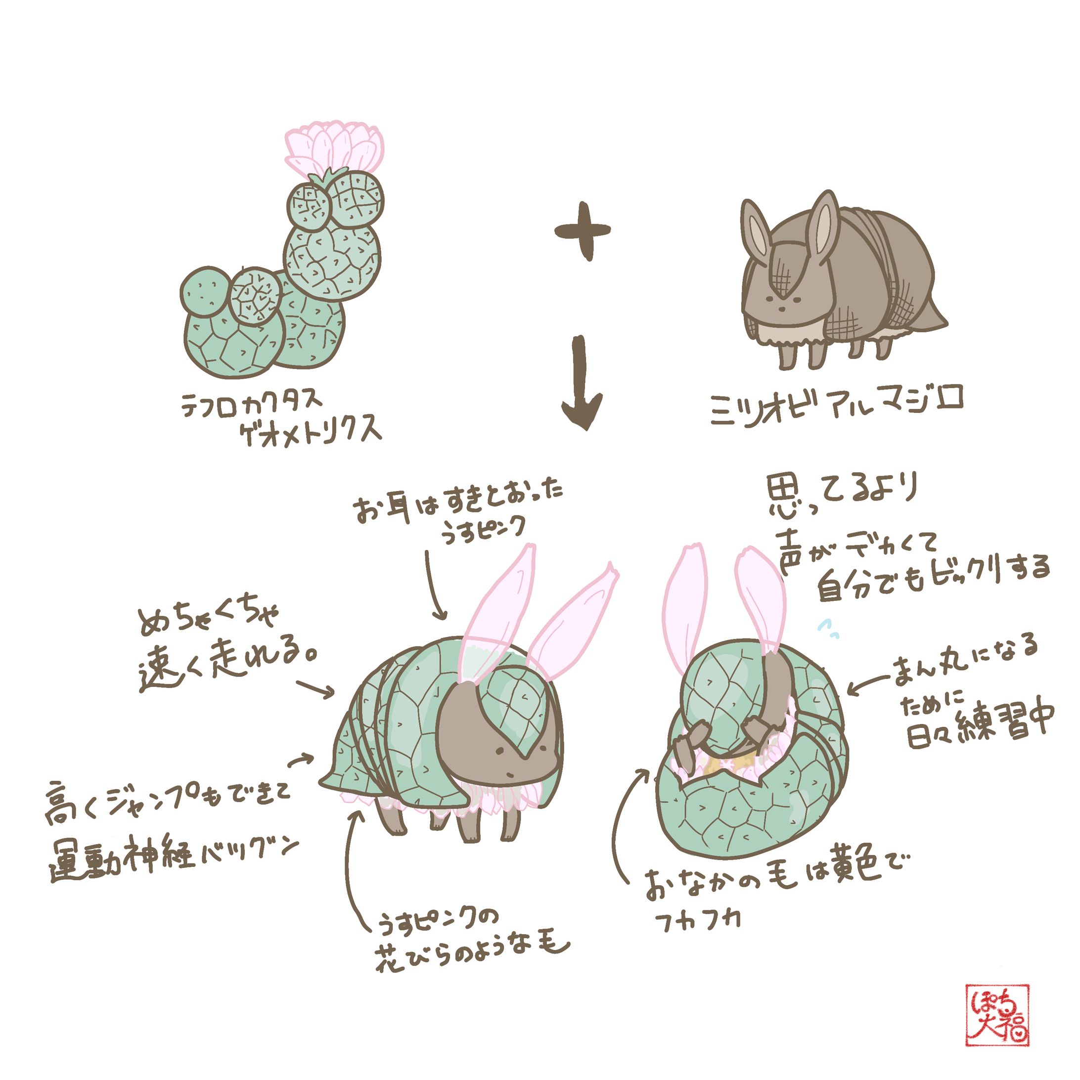 テフロカクタス　ゲオメトリクス×ミツオビアルマジロ-1