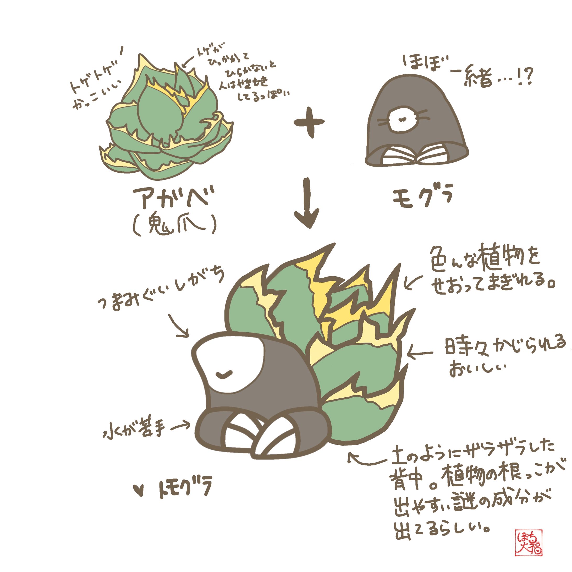 アガベ　鬼爪×モグラ-1