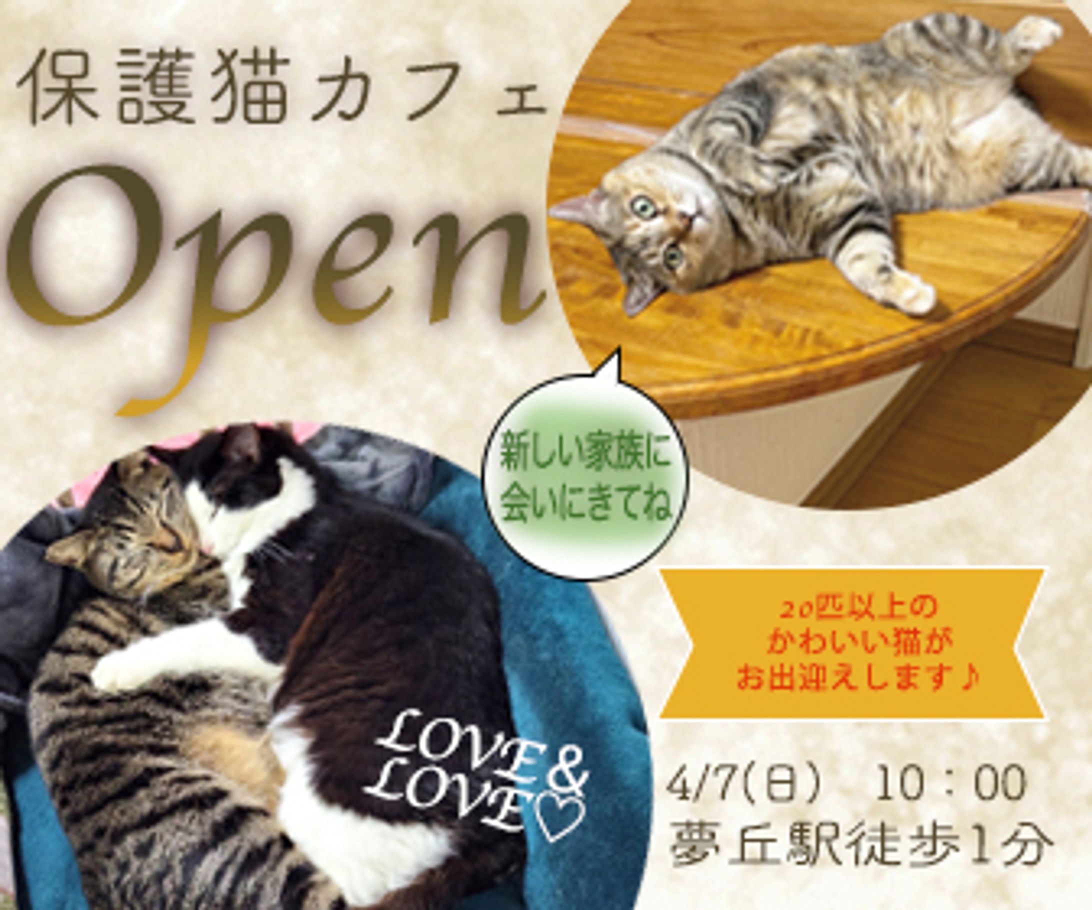 保護猫カフェ練習バナー-1