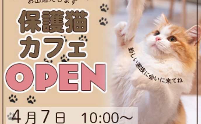 【自主制作】保護猫カフェ