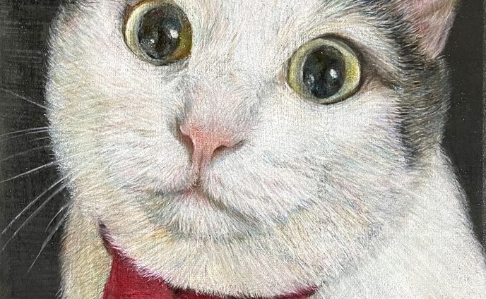 お坊っちゃま　　　
／紙・色鉛筆

#ハチワレ #cat #猫

#animalillustration #芸術 #アート #animal #動物 #かわいい #色鉛筆 #colorpencil #picture #cute #animalartist #animaldrawing #realist #イラスト #絵 #illust #illustration #illustrator  #draw #drawing  #art #artwork #artist #sketch  #works #Artsticker #外出自粛