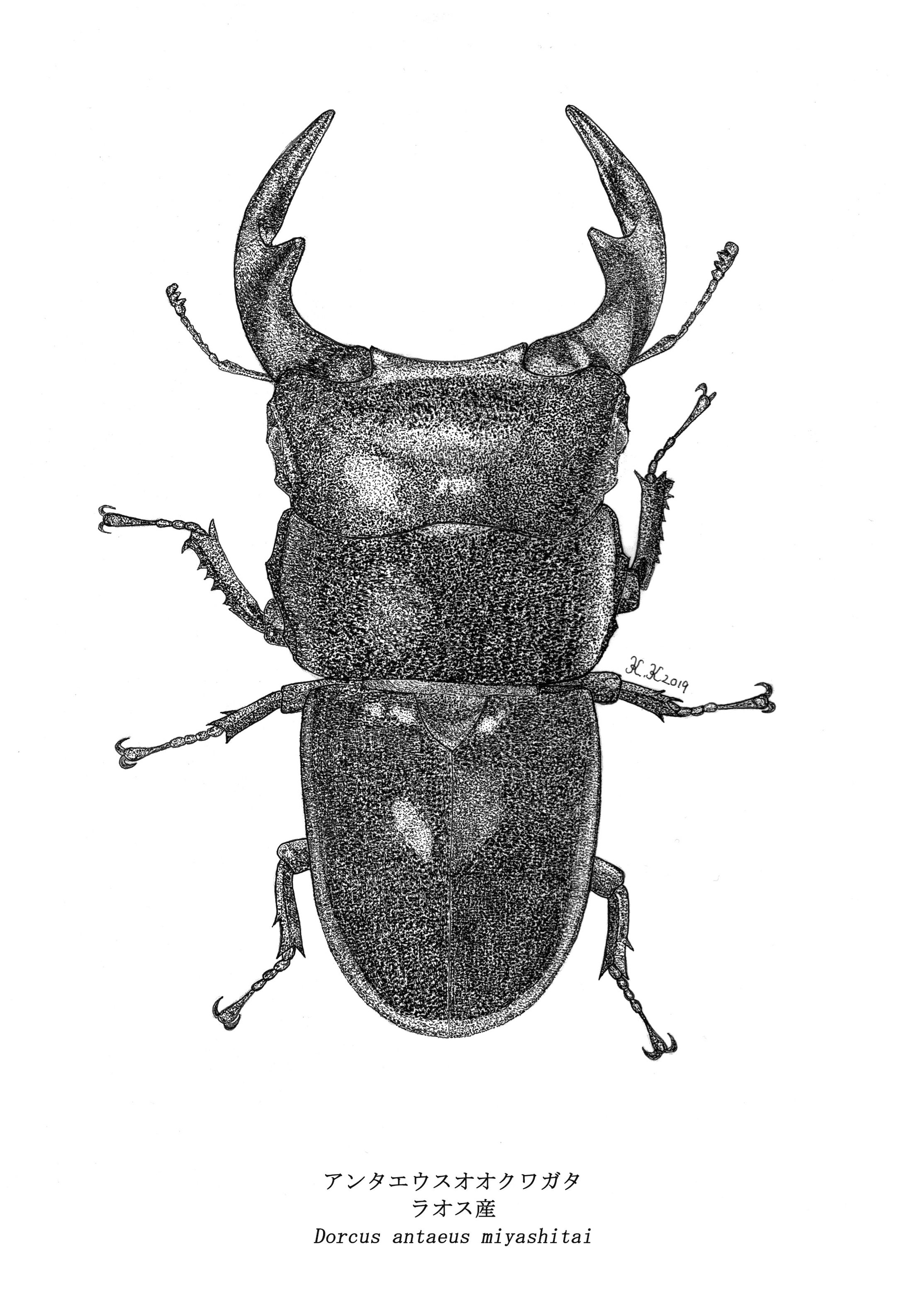 アンタエウスオオクワガタ　全３亜種-1