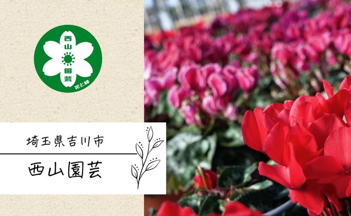 japan、青年