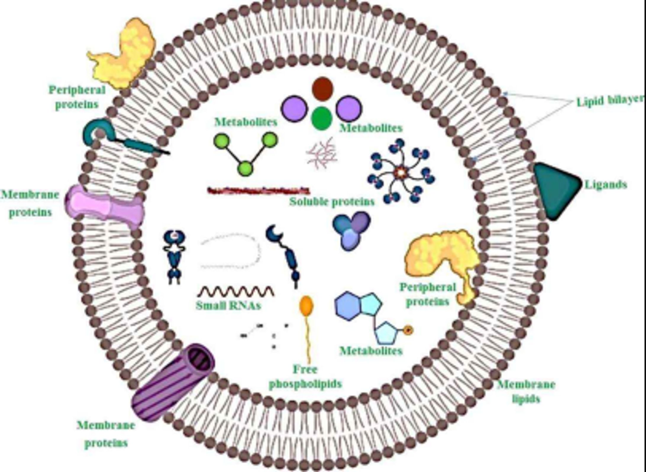 植物エキソソームの産業動向：市場規模、生産拠点、需要分析2026-1