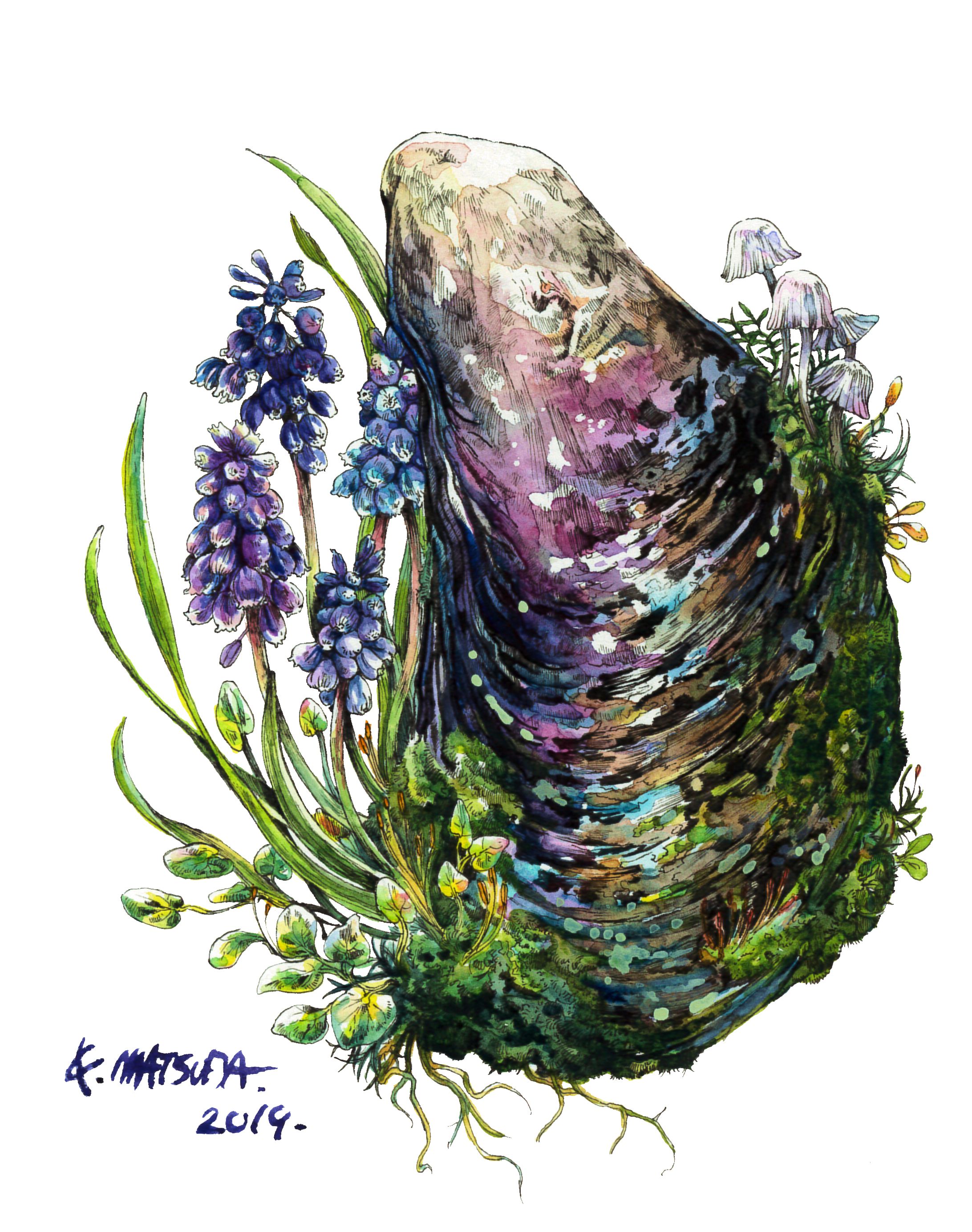 紫貽貝-1