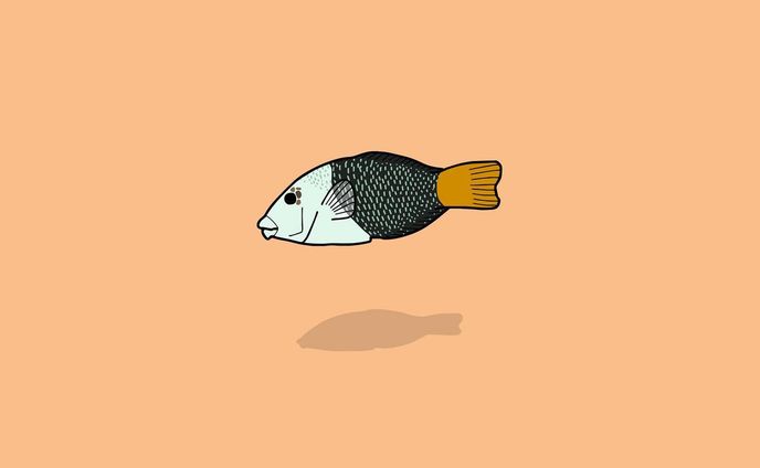 イラストレーター、グラフィックデザイナー、ヒト